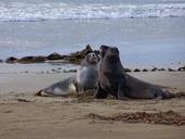 sea-lions-beach-new-zealand-1534914.jpg