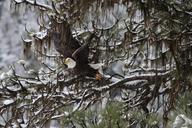 bald-eagle-eagle-bald-flying-897498.jpg