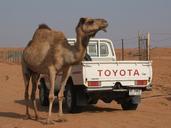 camel-toyota-desert-543079.jpg