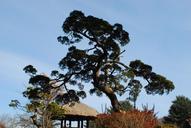 landscape-pine-wood-sky-613382.jpg