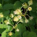 strawberry-raw-green-maturing-140718.jpg