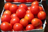 fresh-organic-red-tomatoes.jpg