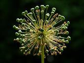 onion-blossom-flower-ball-blossom-167268.jpg