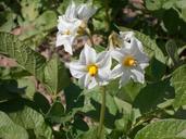 flower-huerta-orchard-field-649579.jpg