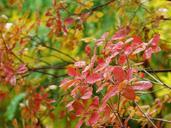 autumn-leaves-tree-autumn-leaf-1005486.jpg