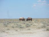 Black rhinos at Etosha National Park01.JPG