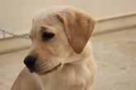 labrador-pet-dog-animal-purebred-226851.jpg