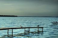 Seagulls-Pigeon-Lake-Alberta-Canada.jpg