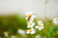 bee-flowers-and-plants-ecology-573688.jpg