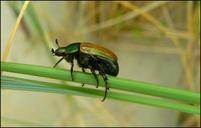 beetle-insect-climb-insect-macro-288814.jpg