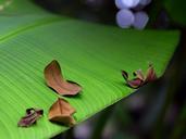 Banana leaf green.jpg