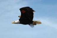 bald-eagle-flying-soaring-bird-1712102.jpg