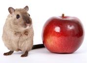 animal-apple-breakfast-close-1239131.jpg