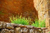 weed-green-stone-natural-wild-1489096.jpg