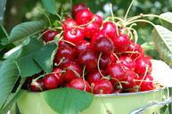 cherries-collection-fruit-garden-162900.jpg