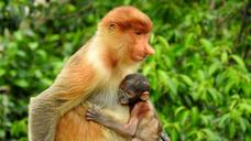 borneo-sepilok-proboscis-monkey-1406239.jpg