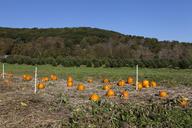 Pumpkin patch near Litchfield, Connecticut LCCN2012631575.tif.tiff