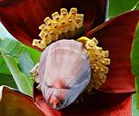 banana-blossom-banana-tree-banana-321128.jpg