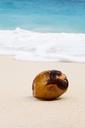 coconut-tropical-ocean-sand-sea-84539.jpg