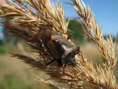 berries-bug-dolycoris-baccarum-360085.jpg