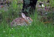 bunny-rabbit-nature-hare-animal-689639.jpg