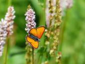 large-copper-butterfly-red-orange-177380.jpg