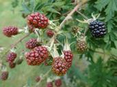 blackberries-berries-nature-edible-551465.jpg