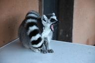 lemur-animal-madagascar-wild-1275734.jpg