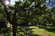 orchard-fruit-apple-tree-garden-504380.jpg