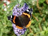 butterfly-floriade-flower-627620.jpg