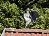 heron-bird-roof-885875.jpg