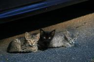 kittens-cats-stray-cats-pets-489174.jpg