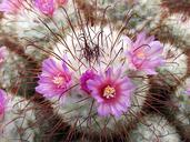 cactus-flower-violet-plants-thorns-1443966.jpg