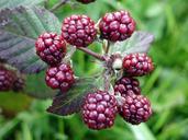 Blackberries high resolution.jpg