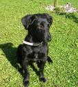 puppy-labrador-dog-black-pet-280672.jpg