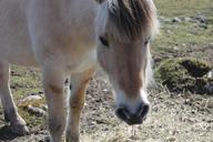 horse-fjord-horse-nature-animal-729794.jpg