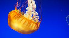 jellyfish-water-underwater-animal-1447369.jpg