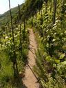 wine-vines-vine-vineyard-56199.jpg