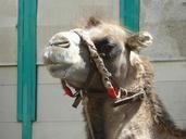 camel-animal-head-804696.jpg