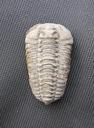 fossil-trilobite-1684613.jpg