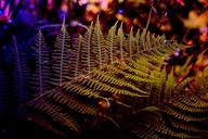 fern-plant-nature-leaves-483999.jpg