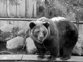 black-and-white-bear-zoo-animal-1016875.jpg