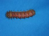 caterpillar-blue-animal-373035.jpg