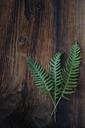 fern-small-fern-green-plant-wood-1250941.jpg