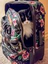 cat-feline-tabby-furry-luggage-1122088.jpg