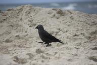 raven-crow-bird-beach-sand-636756.jpg