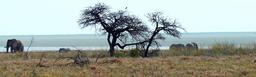 etosha-elephant-steppe-1305053.jpg