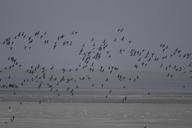 birds-waterfowl-flight-wildlife-673987.jpg