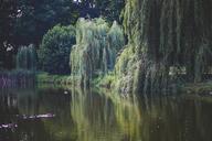 willow-tree-trees-green-nature-791445.jpg