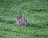 rabbit-bunny-animal-cute-easter-970677.jpg